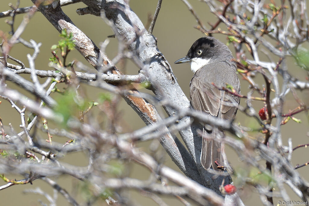 Western Orphean Warbler male adult breeding, identification, aspect, pigmentation