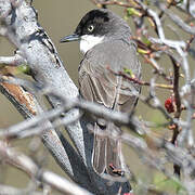 Western Orphean Warbler