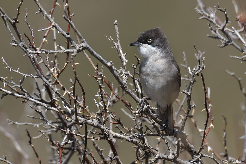 Western Orphean Warbler male adult breeding, identification, aspect, pigmentation