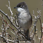 Western Orphean Warbler