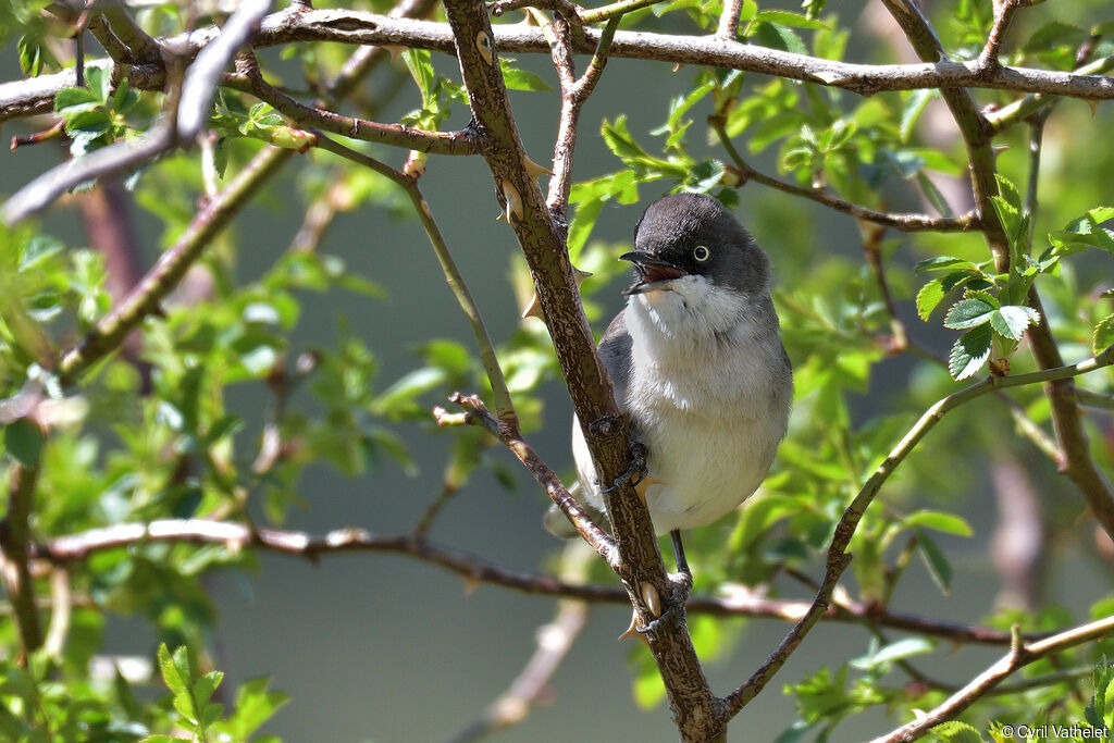 Western Orphean Warbler male adult breeding, identification, aspect, pigmentation, song