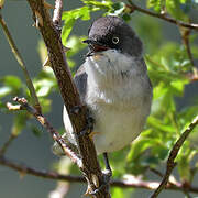 Western Orphean Warbler