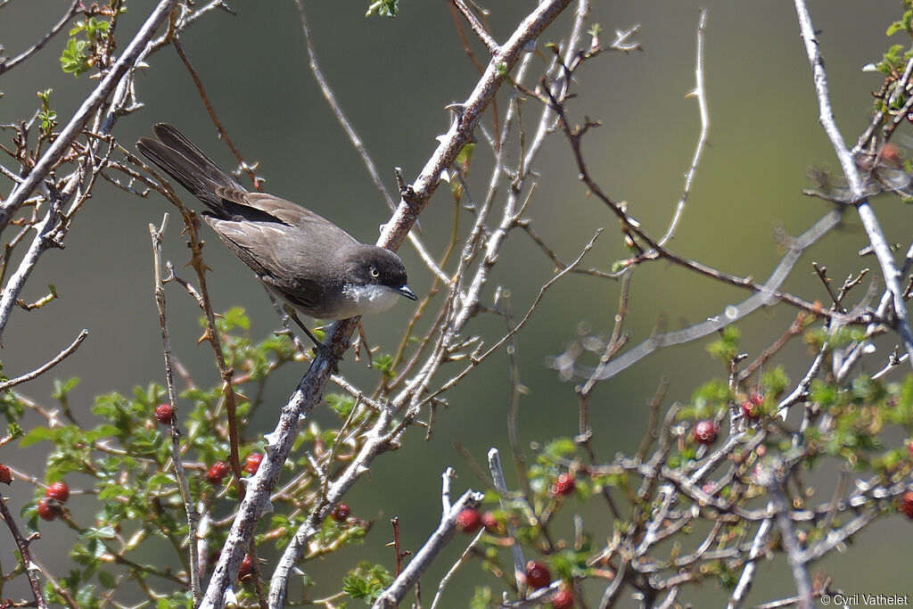 Western Orphean Warbler male adult breeding, identification, aspect, pigmentation