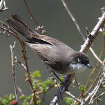 Fauvette orphée