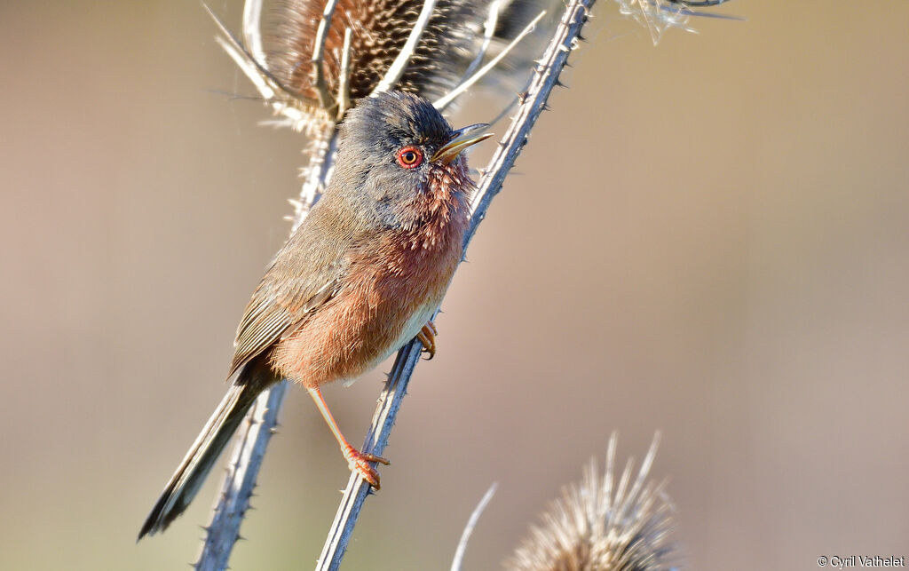 Dartford Warbler male adult breeding, identification, aspect, song