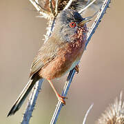 Dartford Warbler