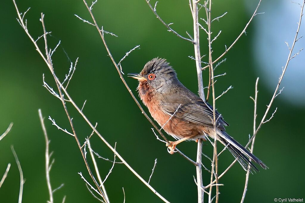 Dartford Warbler male adult breeding, identification, aspect, song