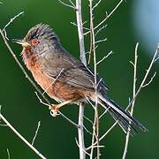 Dartford Warbler