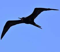 Great Frigatebird