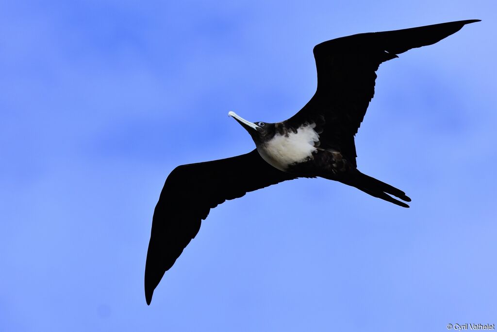 Great Frigatebird female, identification, aspect, pigmentation, Flight