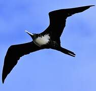 Great Frigatebird