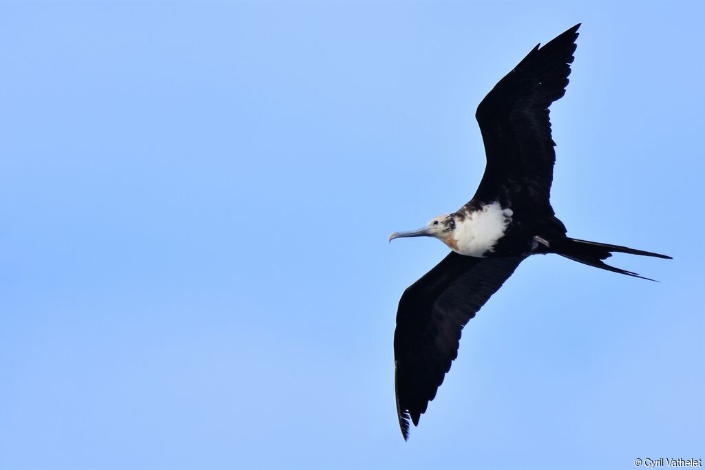 Great Frigatebirdimmature, identification, aspect, Flight