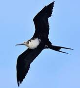 Great Frigatebird