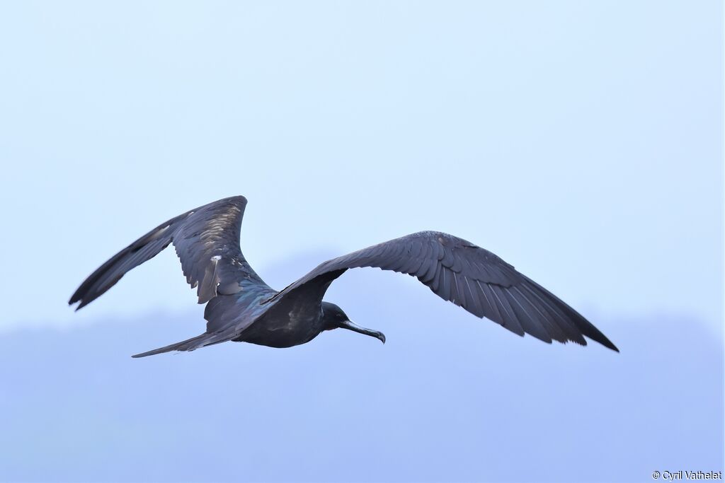 Great Frigatebird male adult, identification, aspect, pigmentation, Flight