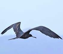 Great Frigatebird