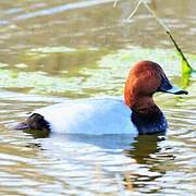 Common Pochard