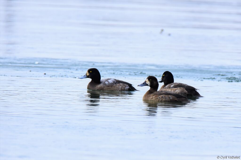 Greater Scaup female Second year, swimming