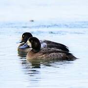 Greater Scaup