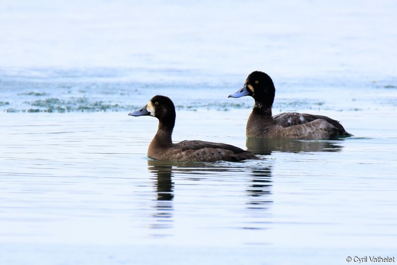 Greater ScaupSecond year