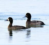 Greater Scaup