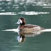 Greater Scaup