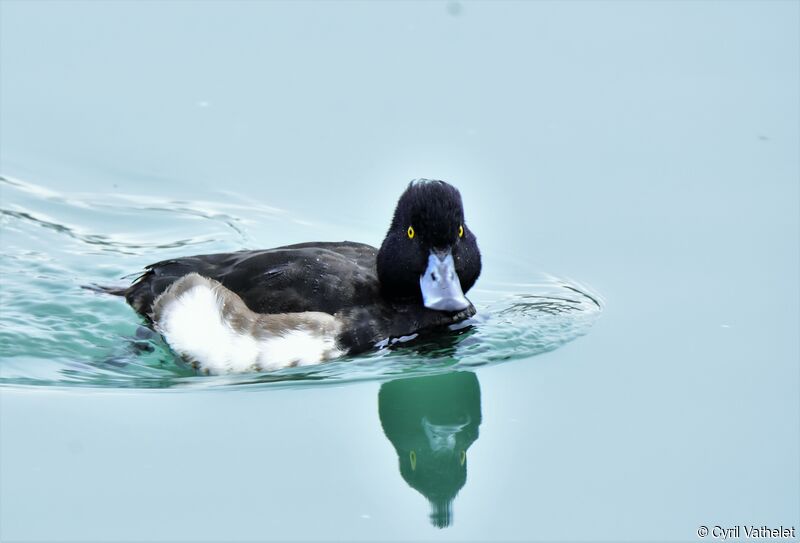 Tufted Duck male, identification, aspect, pigmentation, swimming