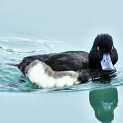 Tufted Duck