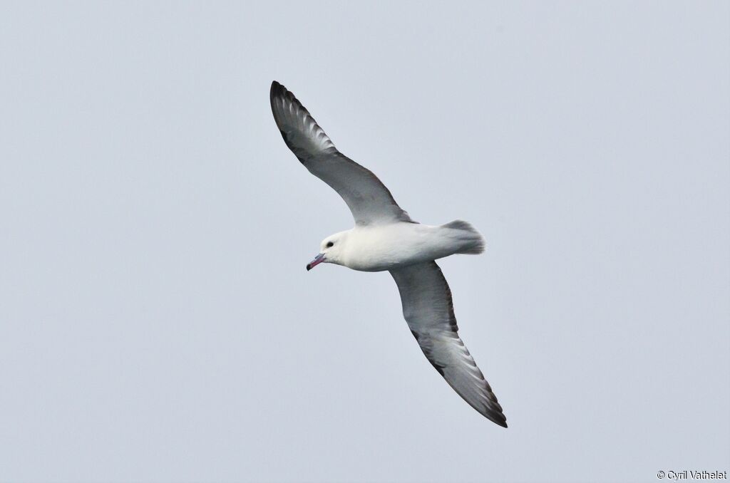 Southern Fulmar, identification, aspect, Flight