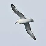 Fulmar argenté