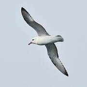 Southern Fulmar