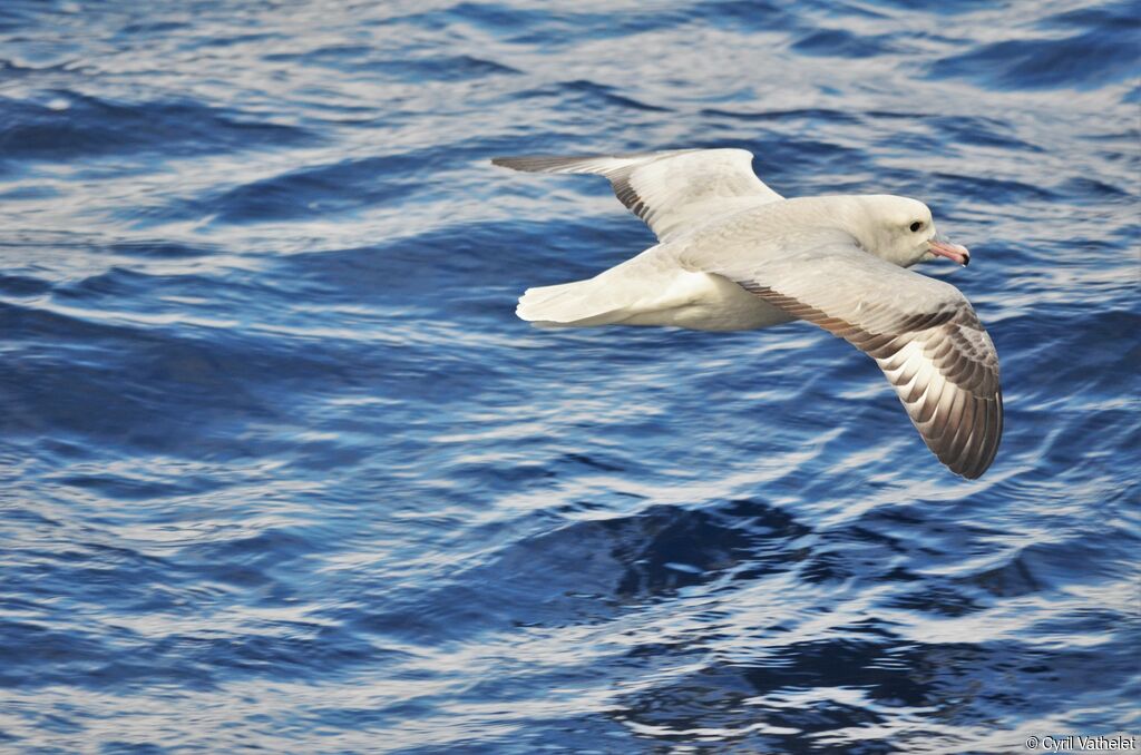 Southern Fulmar, identification, aspect, Flight