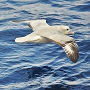 Fulmar argenté