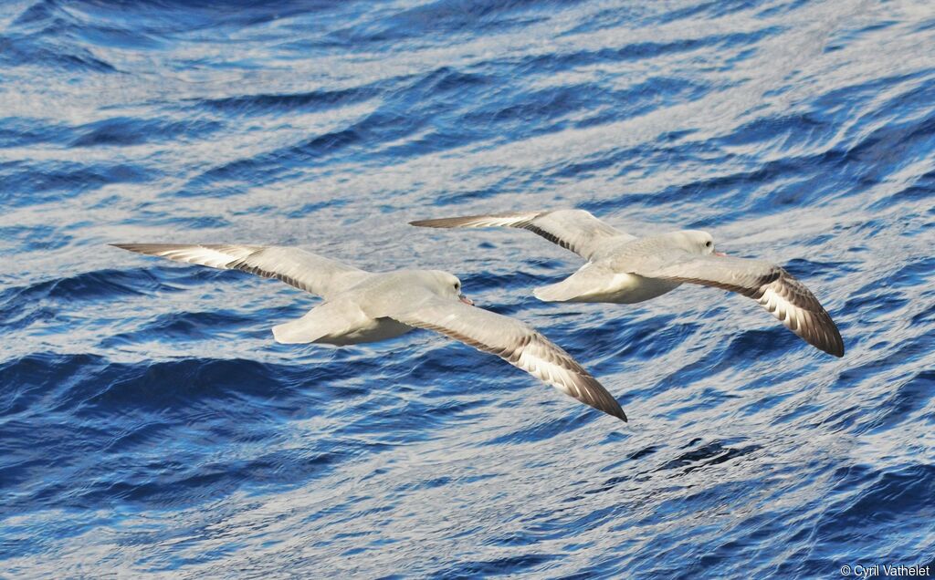 Fulmar argenté, composition, Vol