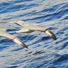 Fulmar argenté