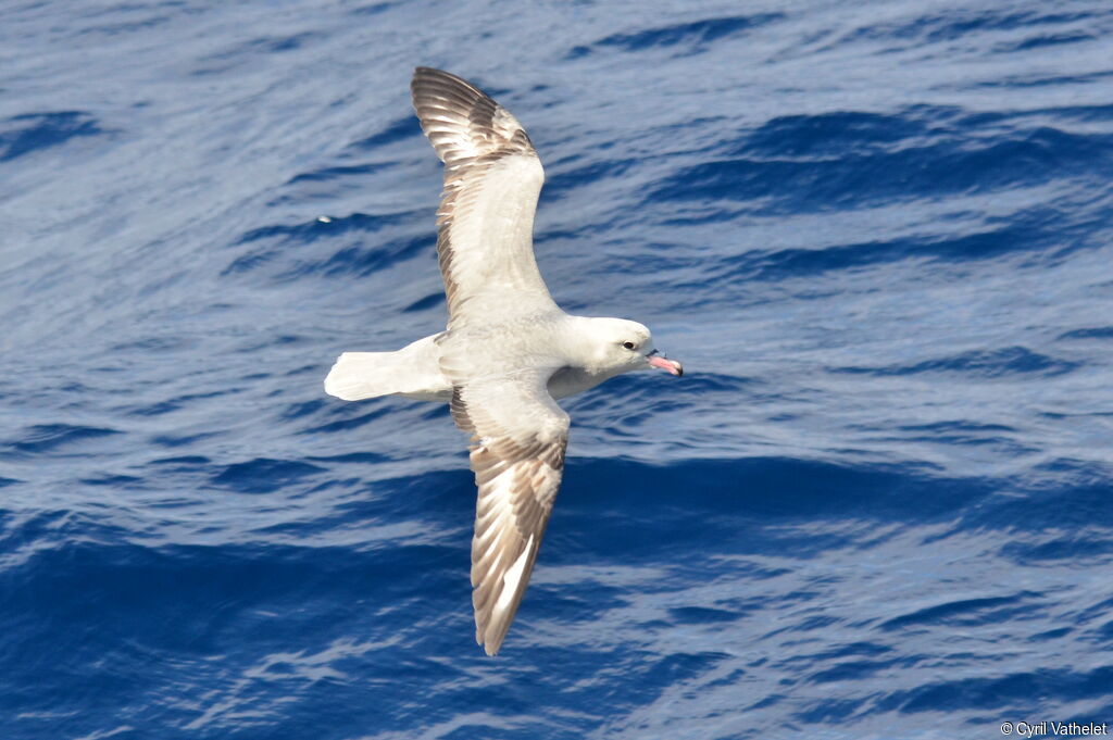 Fulmar argentéadulte, identification, composition, pigmentation, Vol