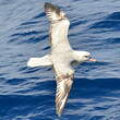 Fulmar argenté