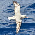 Fulmar argenté