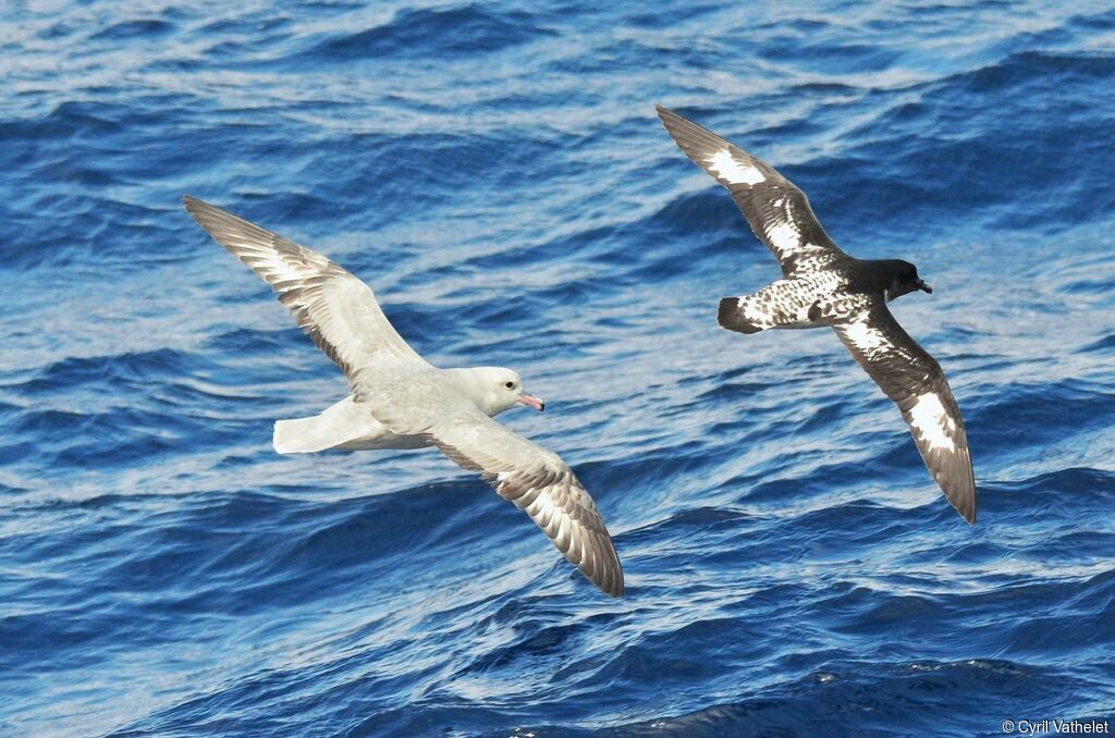 Southern Fulmaradult, identification, aspect, pigmentation, Flight