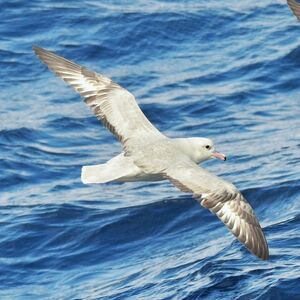 Fulmar argenté