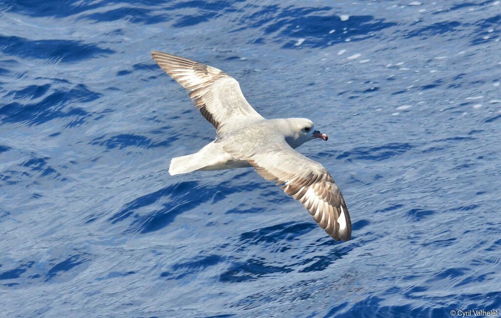 Southern Fulmar, identification, aspect, pigmentation, Flight