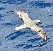 Fulmar argenté