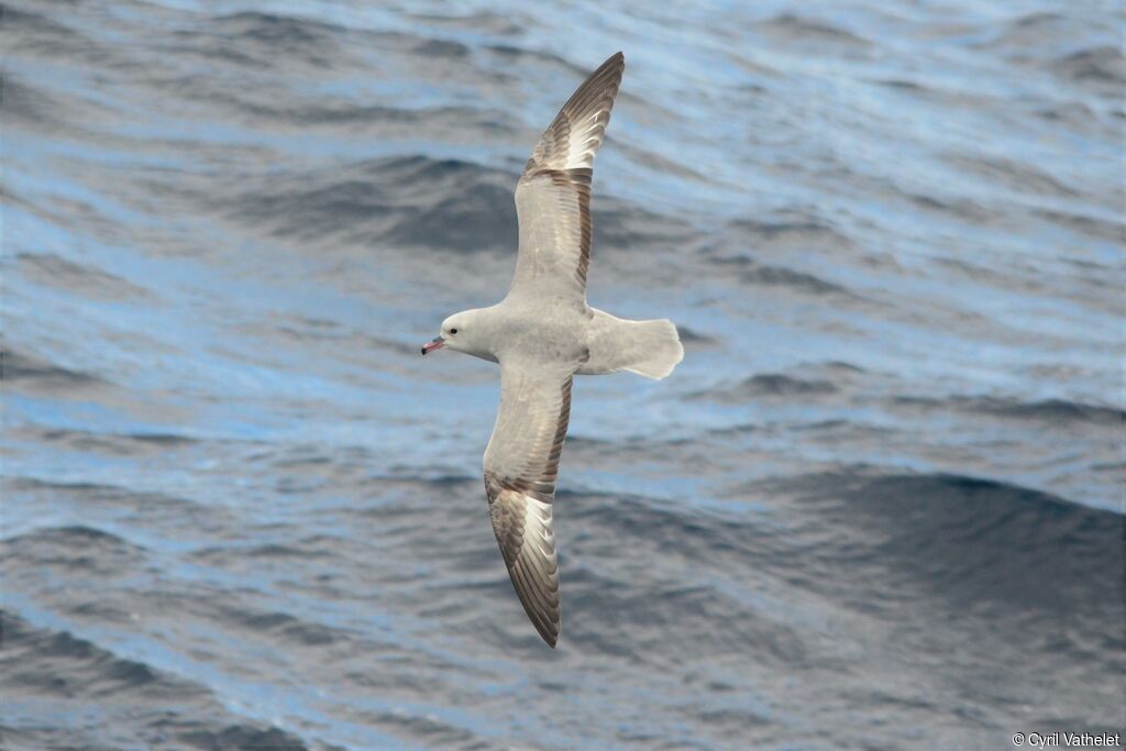 Fulmar argenté, identification, composition, pigmentation, Vol