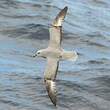 Fulmar argenté