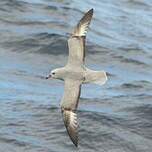 Fulmar argenté