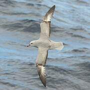 Southern Fulmar