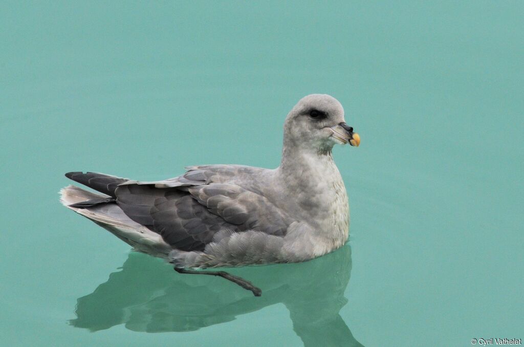 Fulmar boréal, identification, composition, pigmentation, nage