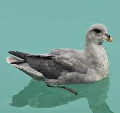 Fulmar boréal