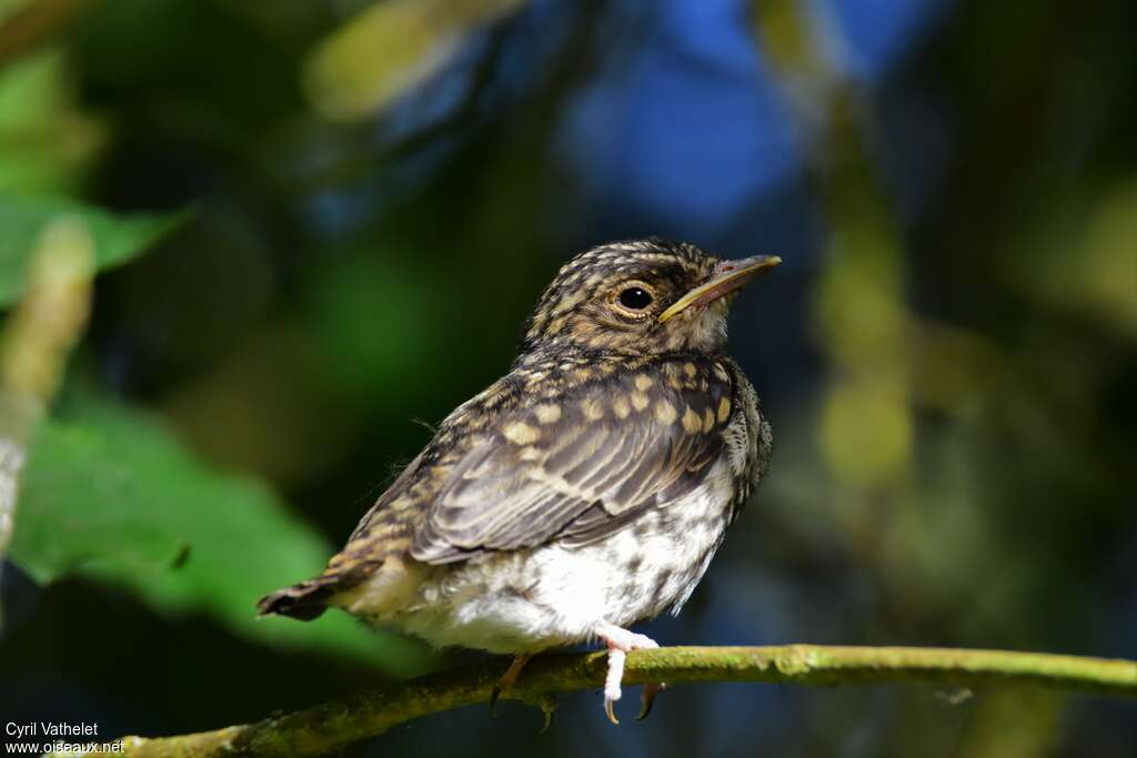 Spotted FlycatcherPoussin, identification