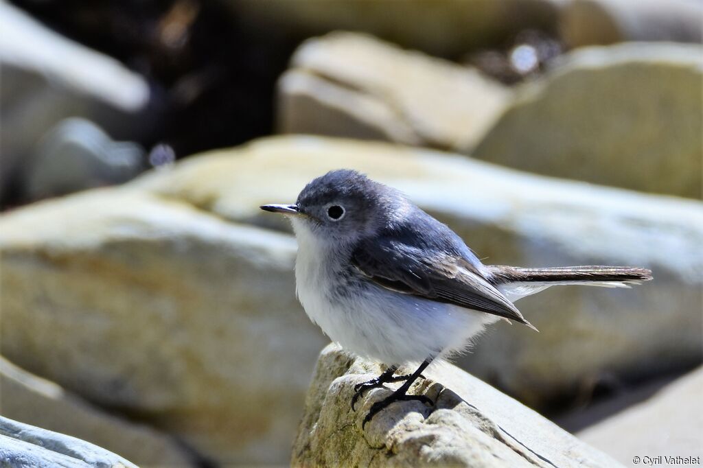 Gobemoucheron gris-bleuadulte nuptial, identification, composition