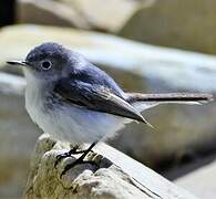 Blue-grey Gnatcatcher